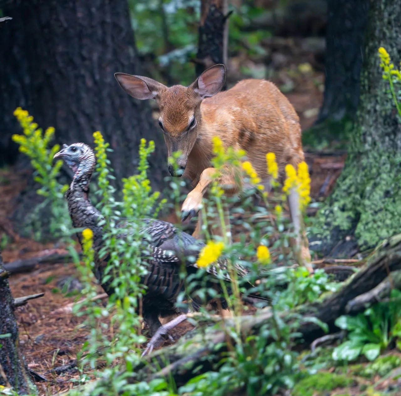 Occasional photos from Middlesex Fells by Mary New