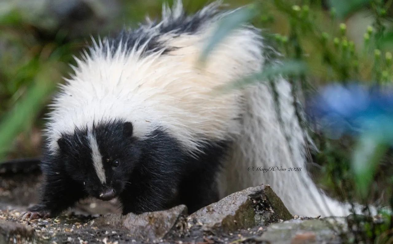 MARY NEW: A skunk in the Fells