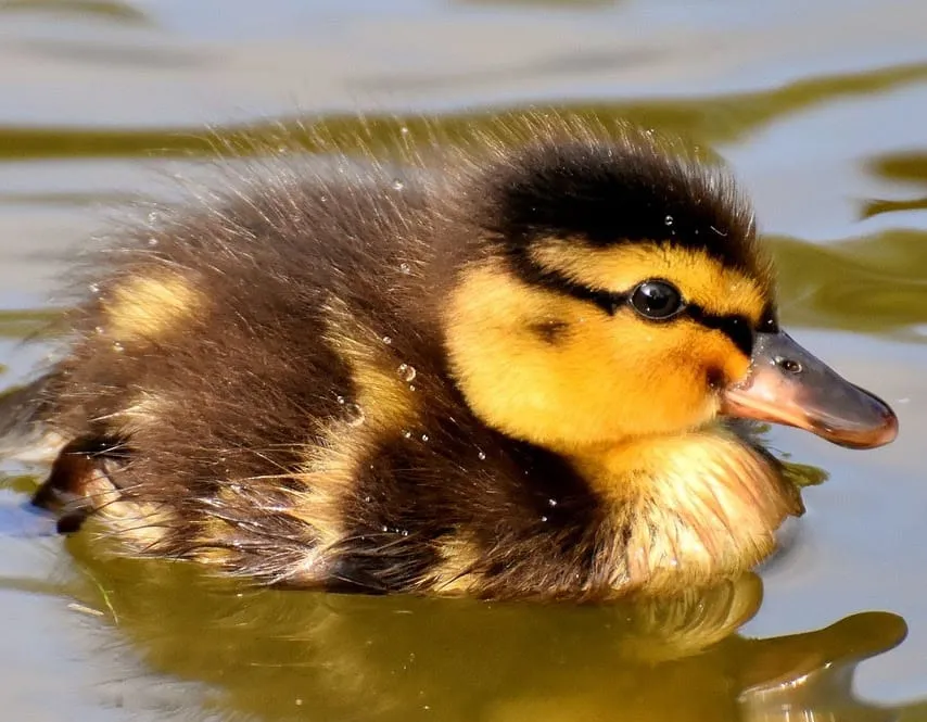 Ducklings Rescued from Storm Drain